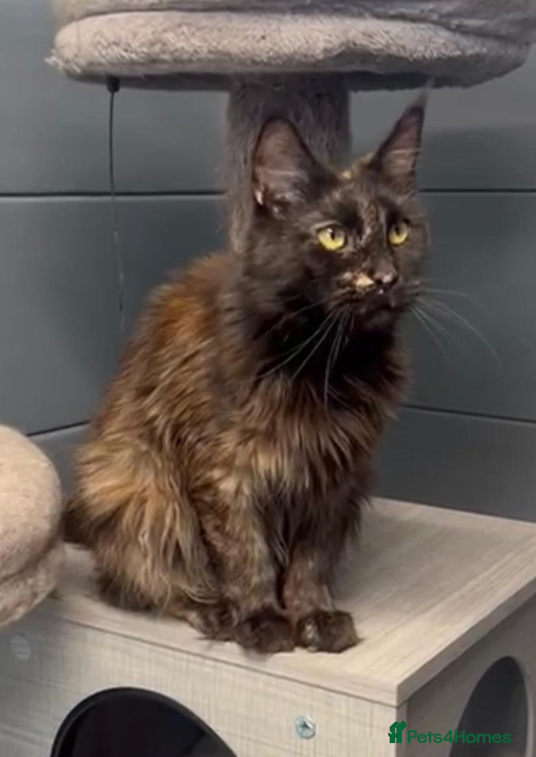 Maine Coon cats for sale: Tortie maine coon girl looking for adoption - Image 6