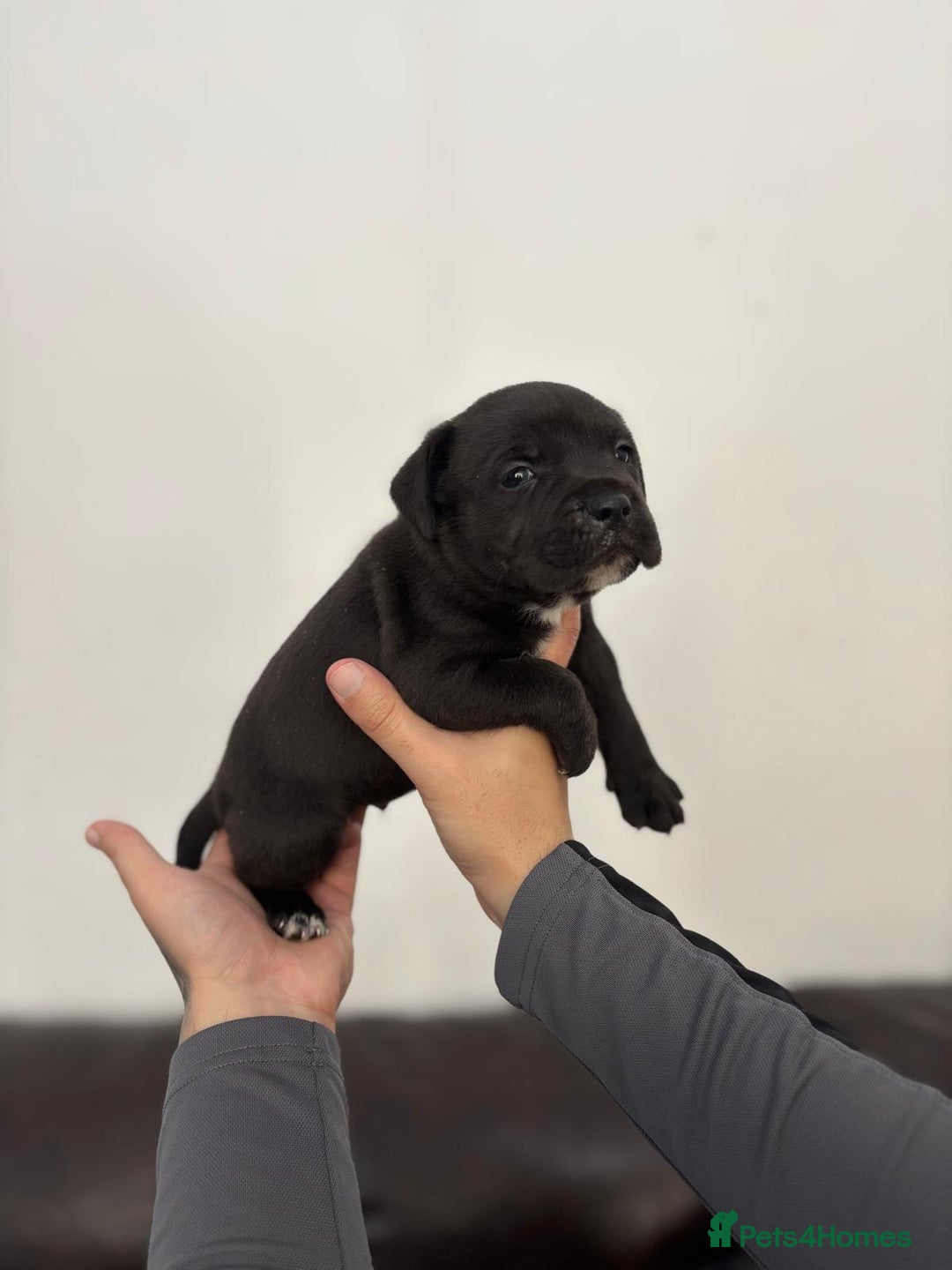 Staffordshire Bull Terrier dogs for sale: Adorable KC champion bred black staffy puppy's  - Advert 6