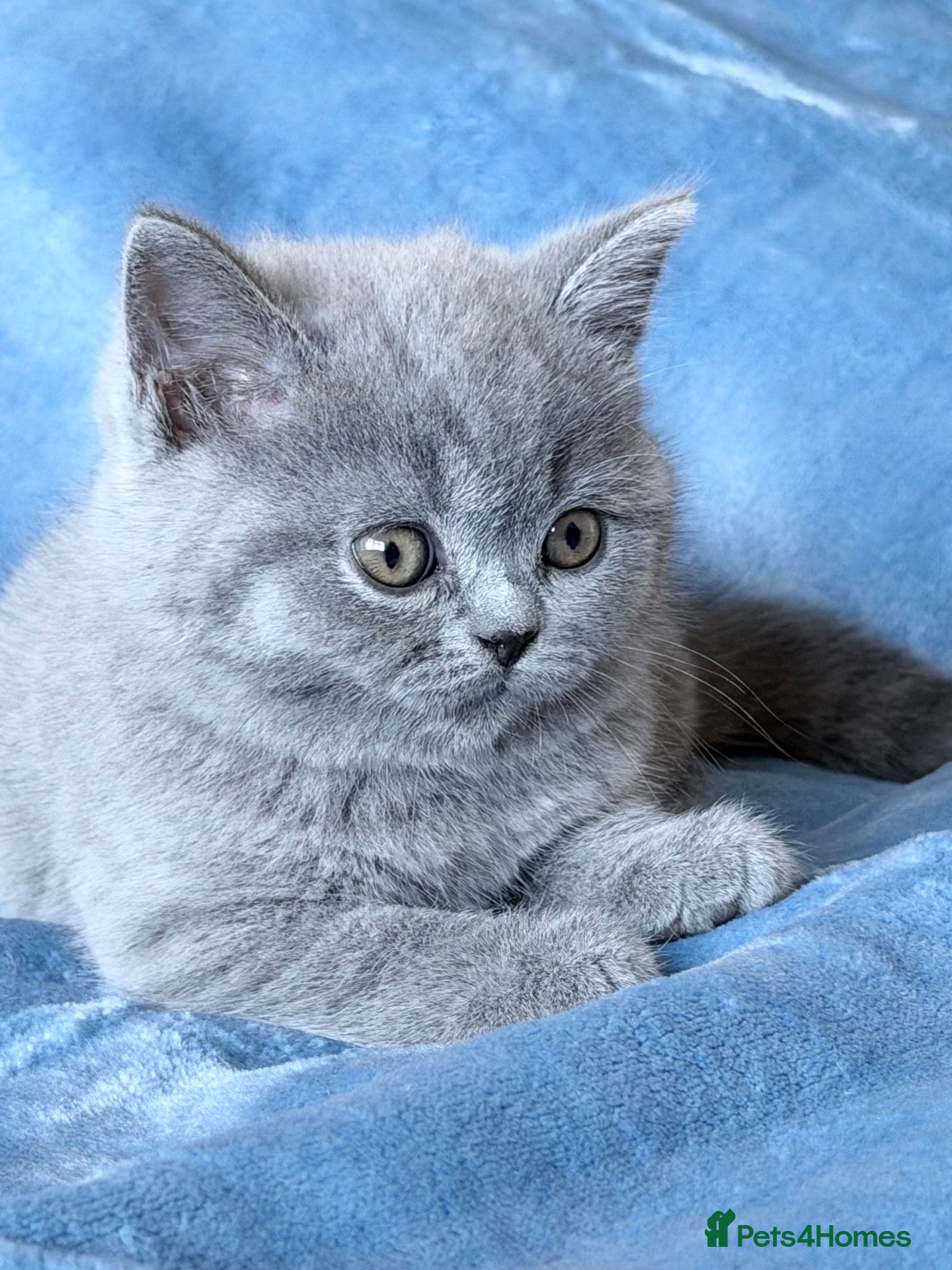 British Shorthair cats Beautiful BSH&BLH kittens Lilac&Blue - Advert 3