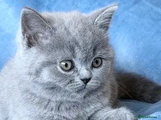 British Shorthair cats Beautiful BSH&BLH kittens Lilac&Blue - Advert 3