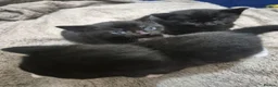 Mixed Breed cats for sale: Beautiful Black Kittens Looking for Forever Home  in Preston - Advert 5