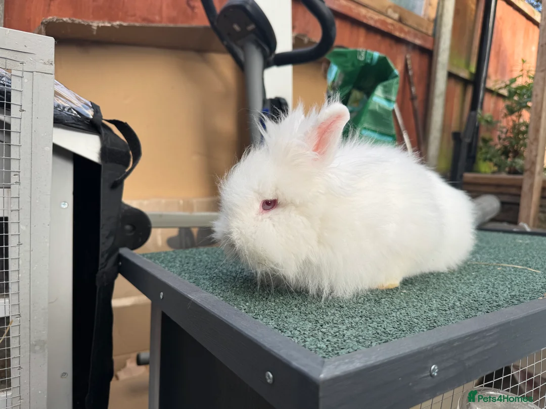 Lionhead rabbits for sale: Rabbit - Advert 2