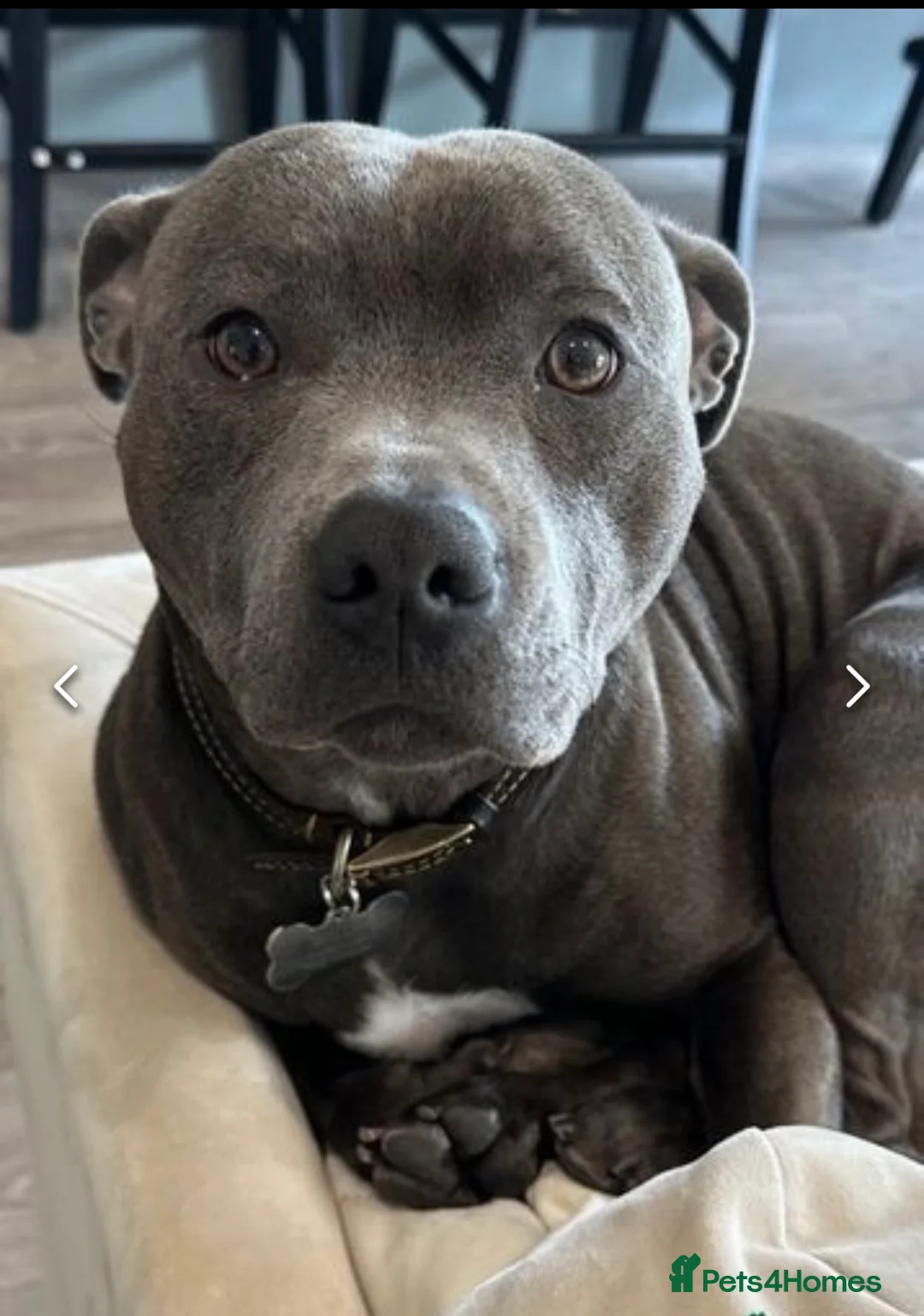 Staffordshire Bull Terrier dogs for stud: Stud offered- Blue Staffordshire Bull Terrier Stud in Wickford - Advert 18
