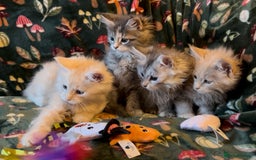 Maine Coon cats for sale: Maine Coon Kittens TICA  - Image 20