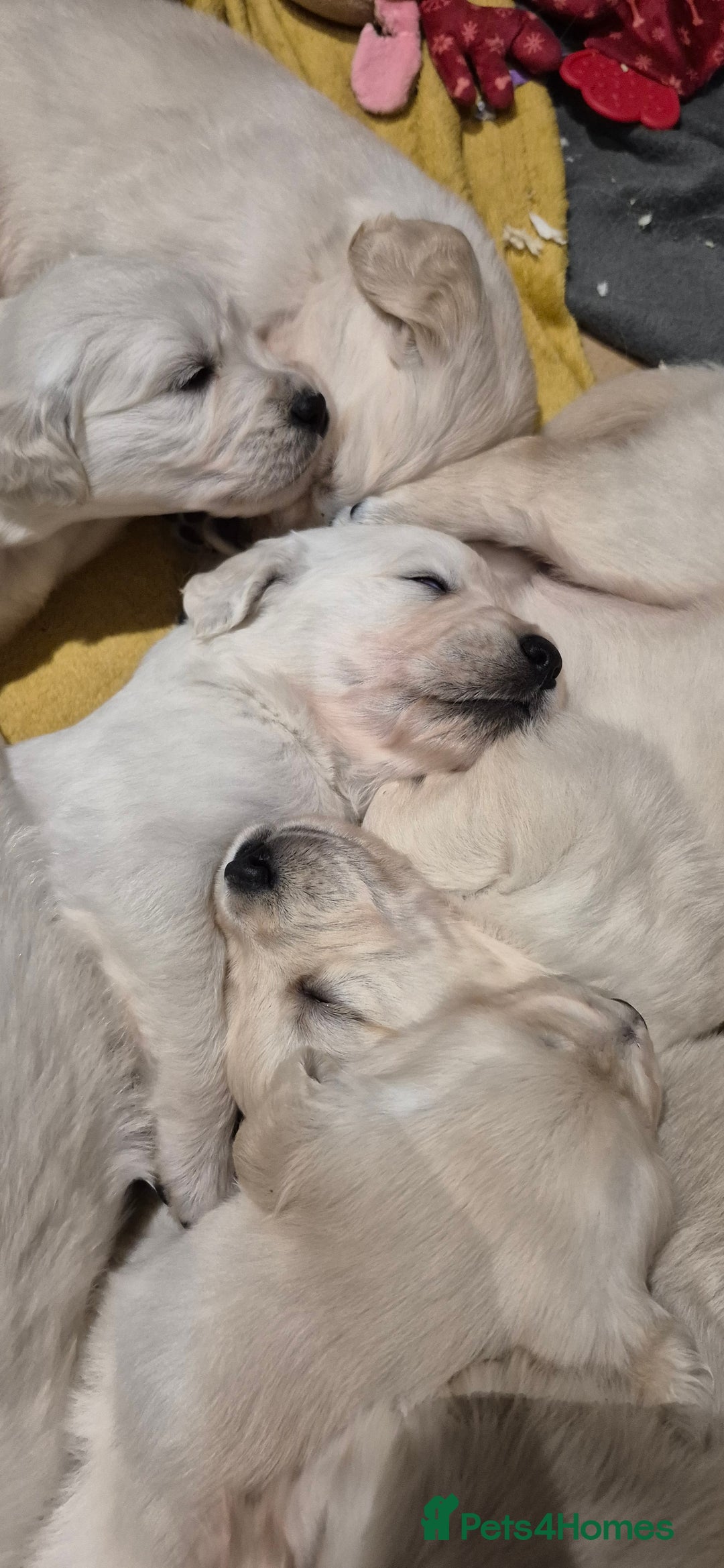 Golden Retriever dogs for sale: Golden retriever beautiful cream puppies - Advert 8