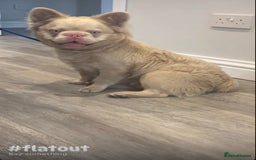 French Bulldog dogs for stud: STUD - Full fluffy full pink frenchie wavy coat 🌊 - Image 2