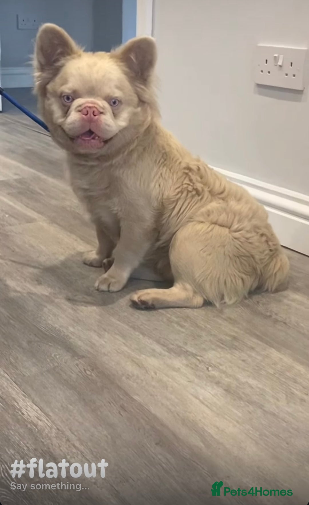 French Bulldog dogs for stud: STUD - Full fluffy full pink frenchie wavy coat 🌊 - Image 2