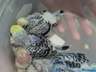 Budgerigars birds Baby budgies - Advert 5