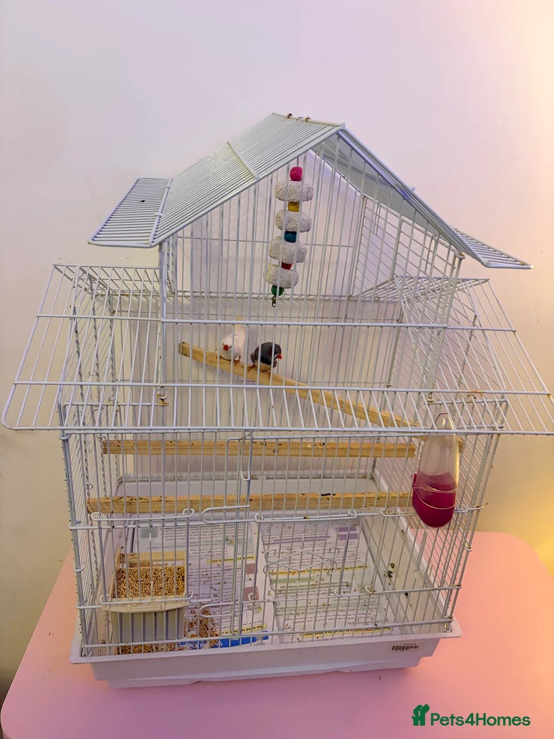 Finches birds for sale: Pair of bonded zebra finches and cage  - Advert 7