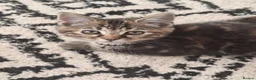 Mixed Breed cats for sale: Beautiful kitten’s ready to leave mum in High Wycombe - Advert 4