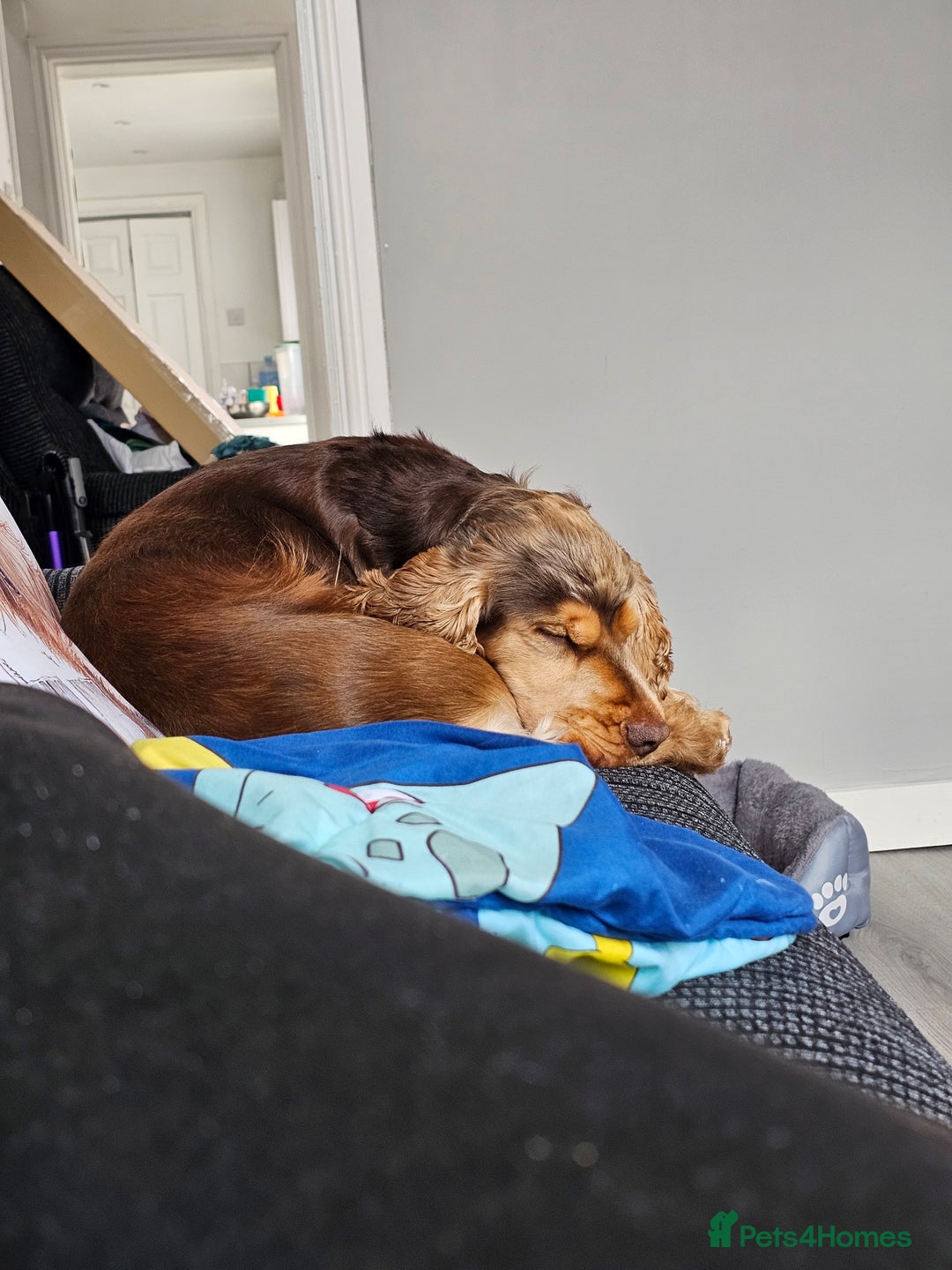 Cocker Spaniel dogs for sale: 1 year old cocker spaniel PLEASE READ! - Image 3