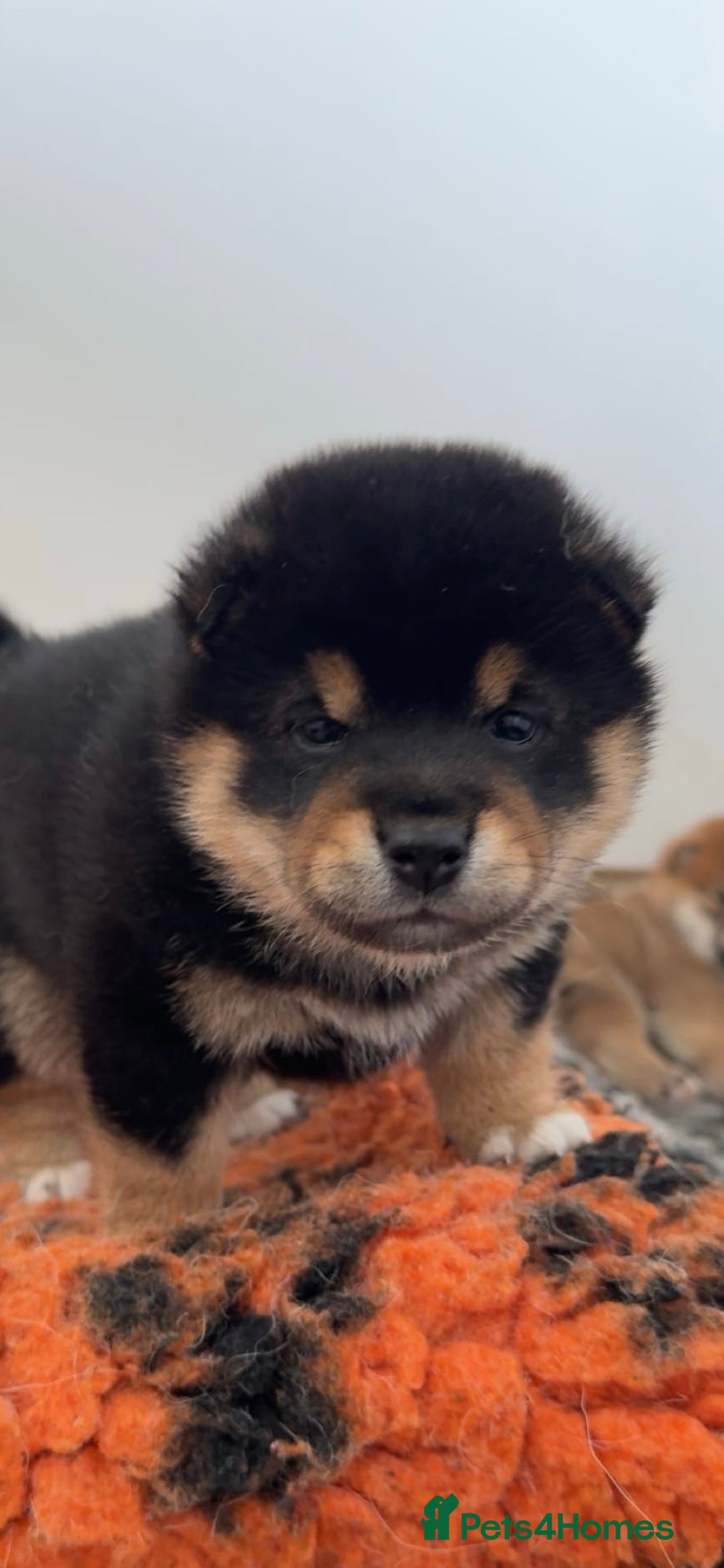 Japanese Shiba Inu dogs for sale: Shiba Inu Boy – Champion Crufts JP Heritage - Image 1