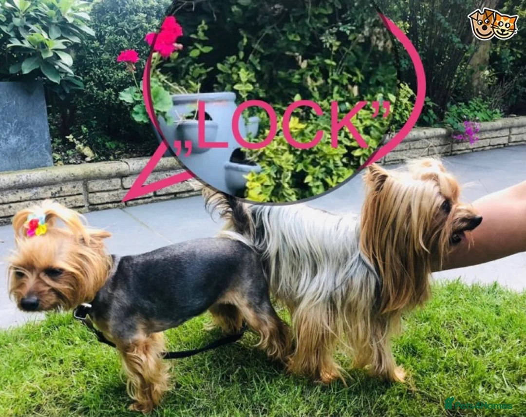 Yorkshire Terrier dogs for stud: KC STUD mini Yorkshire terrier for your Chihuahua in Caterham - Advert 2