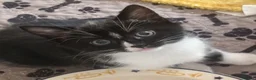 Mixed Breed cats for sale: Pair of black and white kittens - Advert 3
