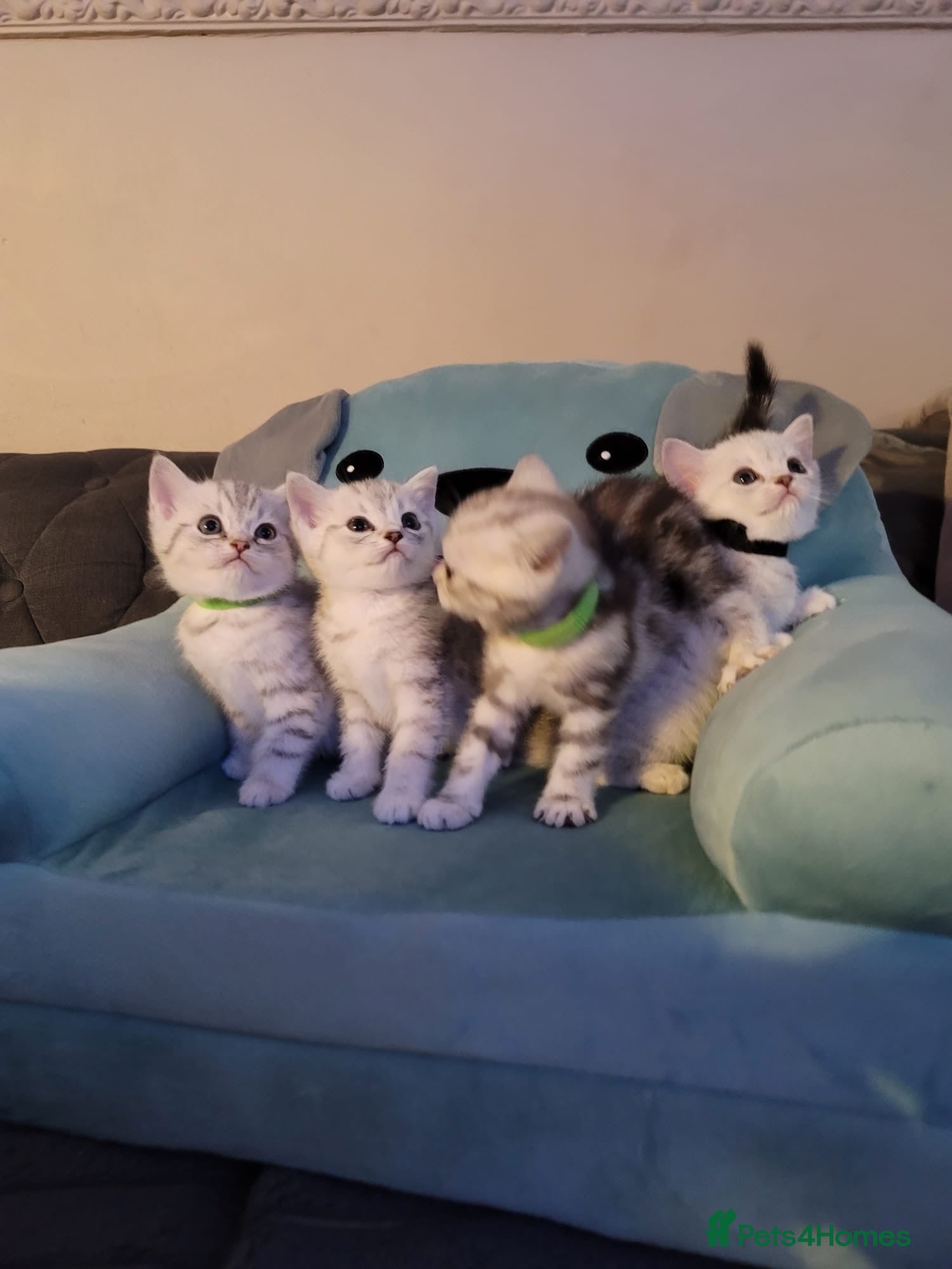 British Shorthair cats for sale: Beautiful kittens – 2 Boys & 2 Girls Ready Now  - Advert 3