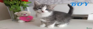 Mixed Breed 3