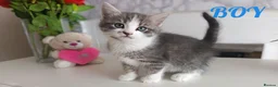 Mixed Breed cats for sale: Adorable kittens 🐈‍⬛ - Advert 6