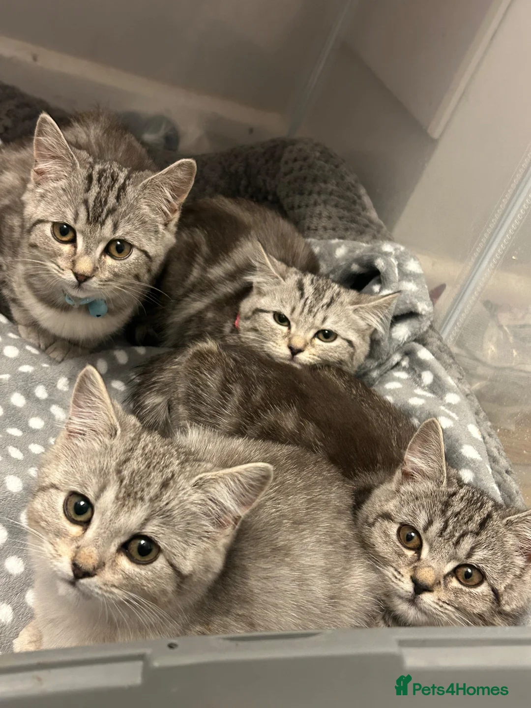 Mixed Breed cats for sale: Beautiful Mixed Breed Kittens 🐱  in Aylesbury - Advert 3
