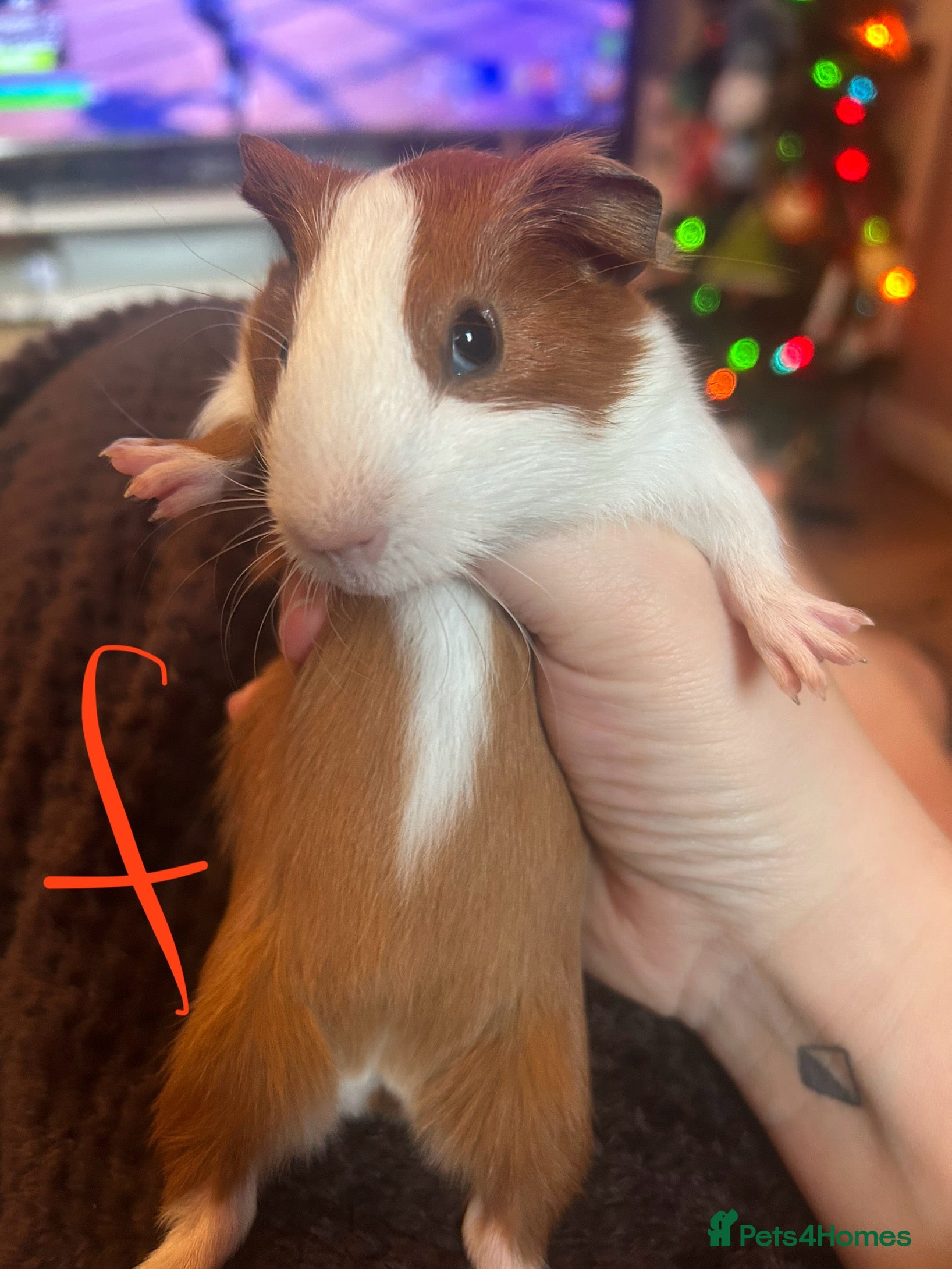 Guinea Pig rodents One female ready soon!  - Advert 14