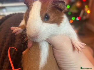 Guinea Pig rodents One female ready soon! - Advert 14