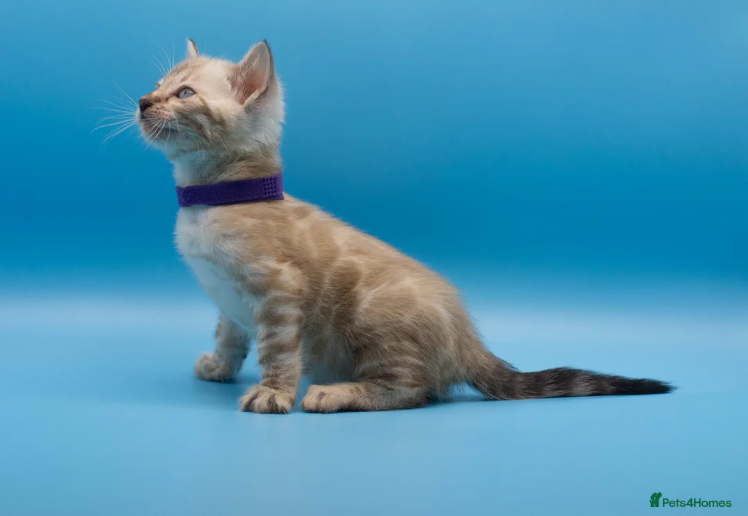 Bengal cats for sale: Snow Lynx Bengal Kittens–Available for Reservation - Advert 8