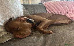 Mixed Breed dogs for sale: Female staff for sale - Image 3