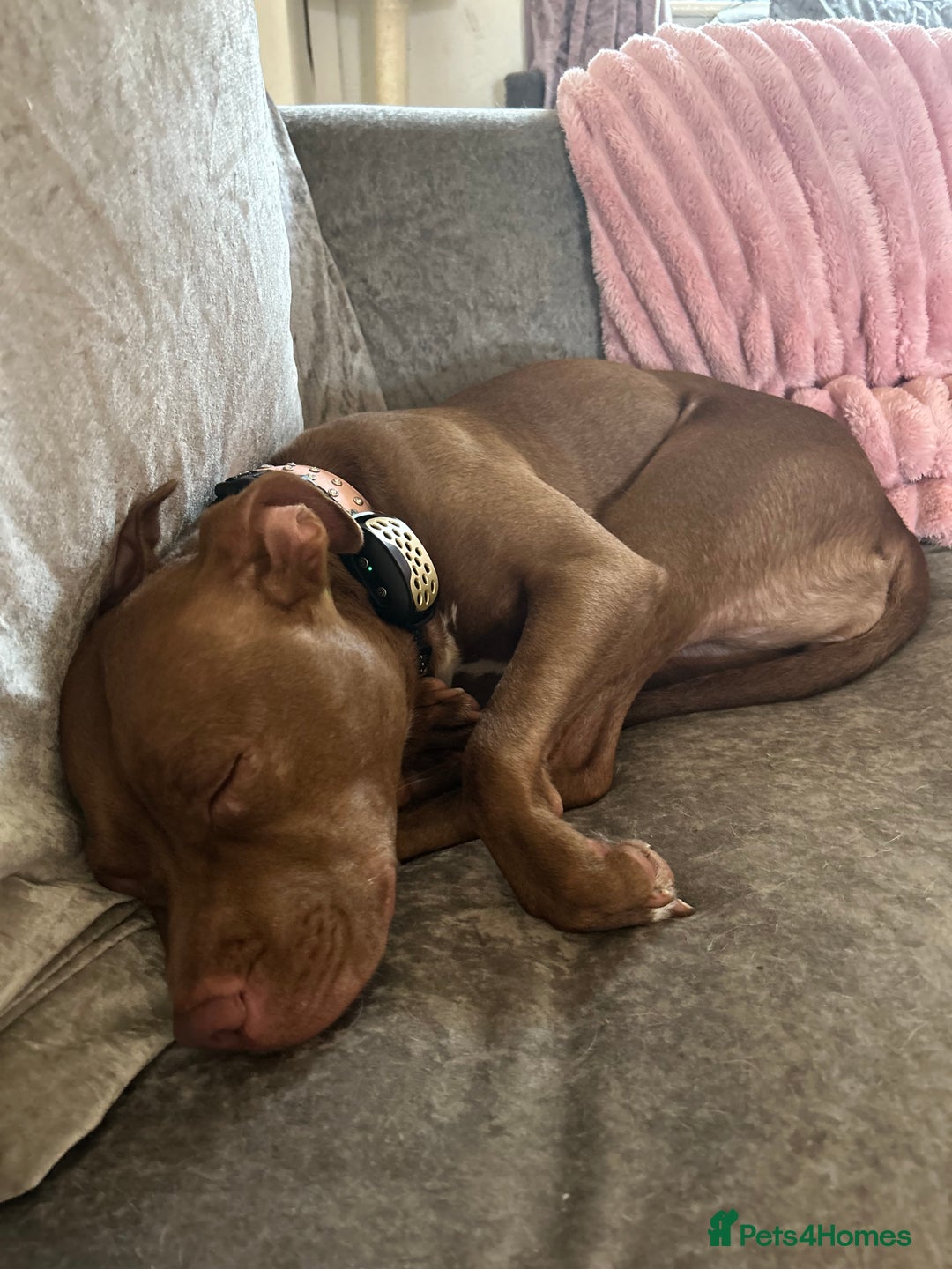 Mixed Breed dogs for sale: Female staff for sale - Image 3