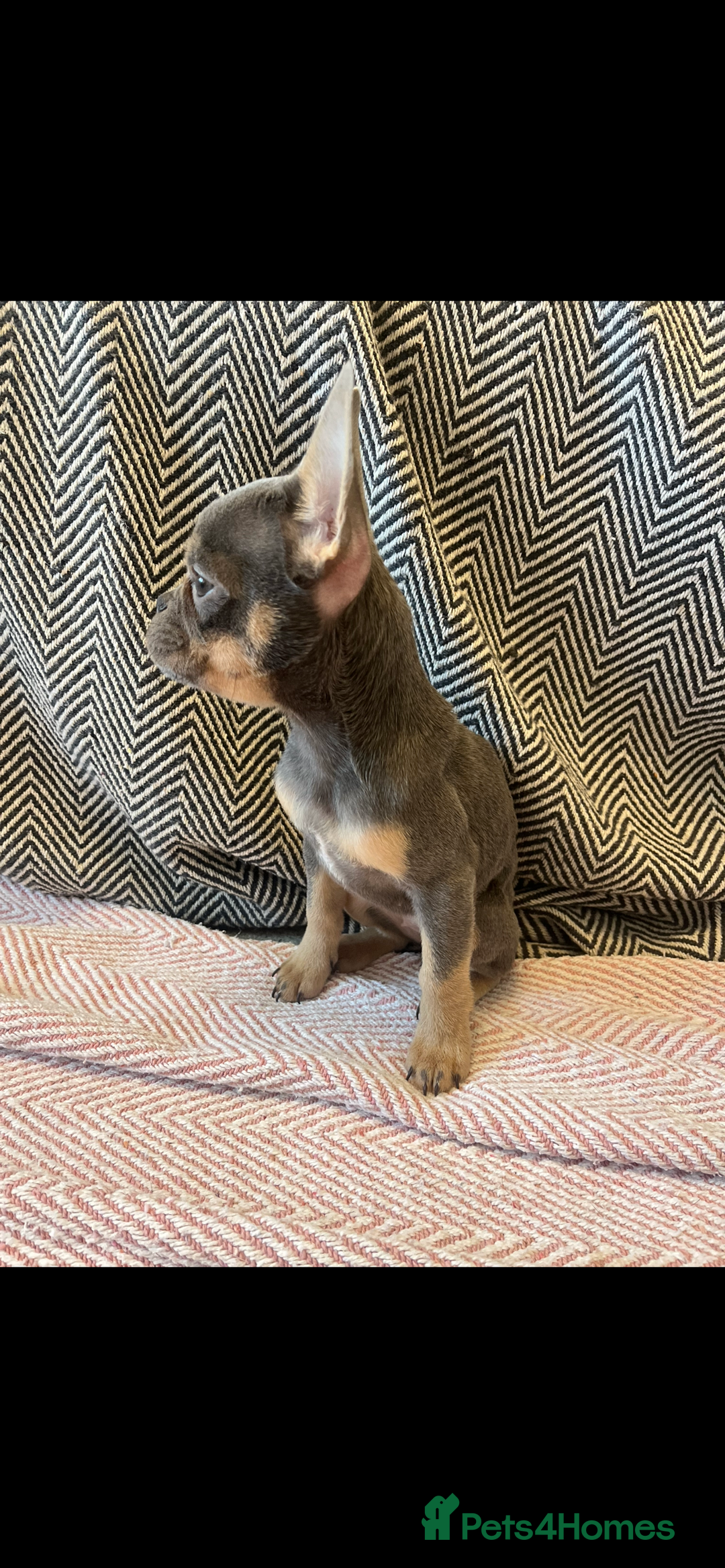 French Bulldog dogs for sale: Multi Coloured Merle French Bulldog Pups  - Advert 6