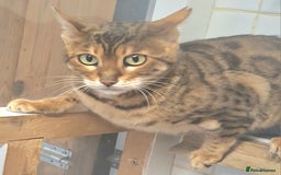 Bengal cats for sale: SBT Tica Bengal  retired female Bianca  - Advert 2