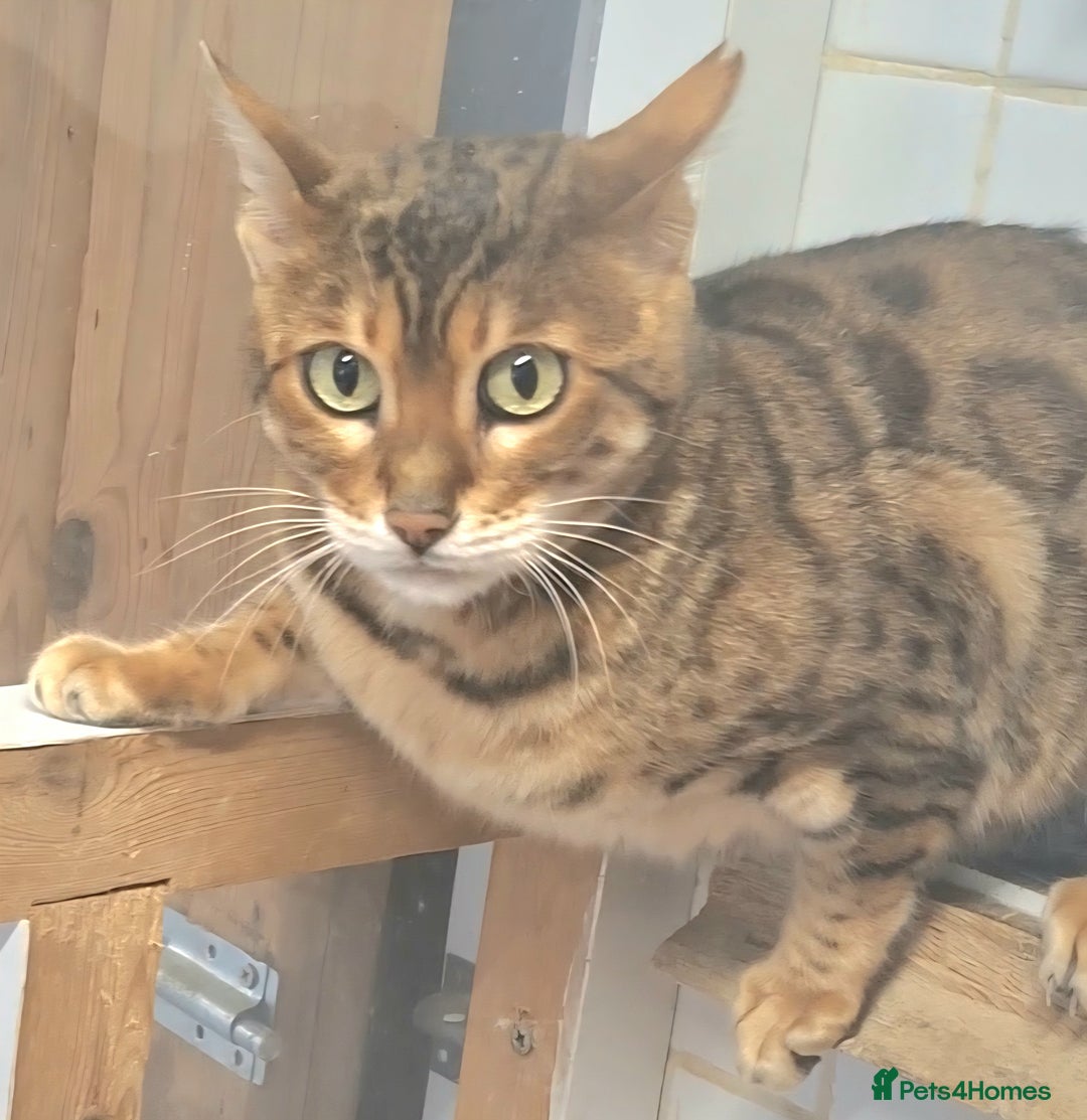 Bengal cats for sale: SBT Tica Bengal  retired female Bianca  - Advert 2