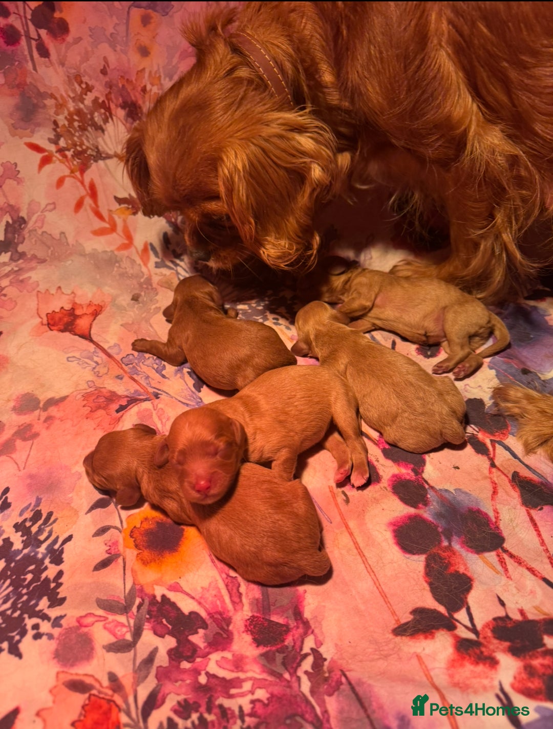 Cavapoo dogs for sale: Stunning cavapoos - Advert 1