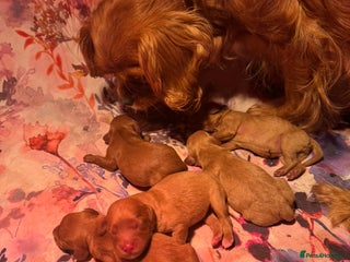 Cavapoo dogs Stunning cavapoos - Advert 1