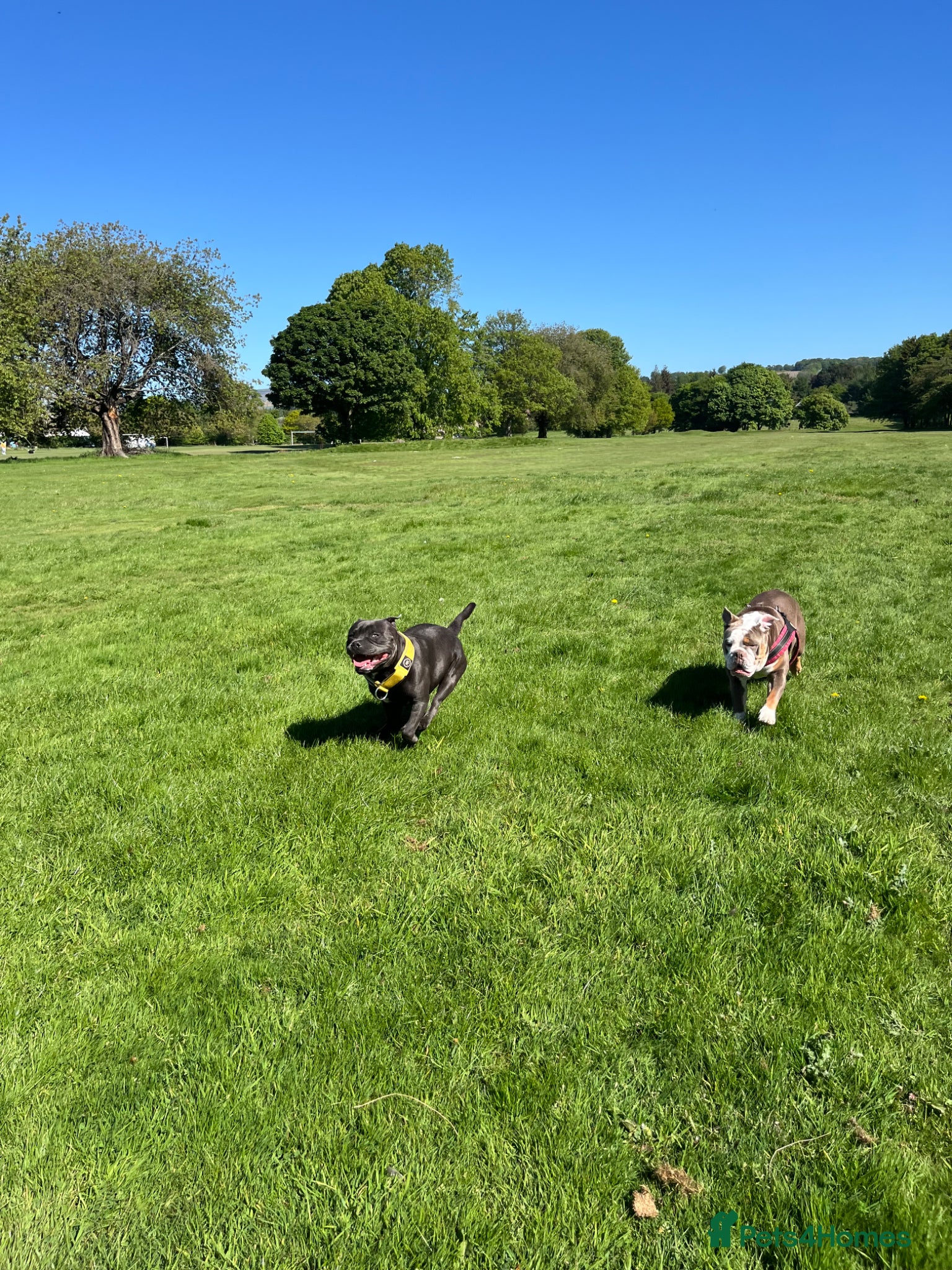 Staffordshire Bull Terrier dogs for stud: Blue Staffordshire Bull Terrier for Stud in Dundee - Advert 16