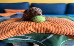 Cockapoo dogs for sale: Gorgeous F1b cockapoo puppies for sale - Image 10