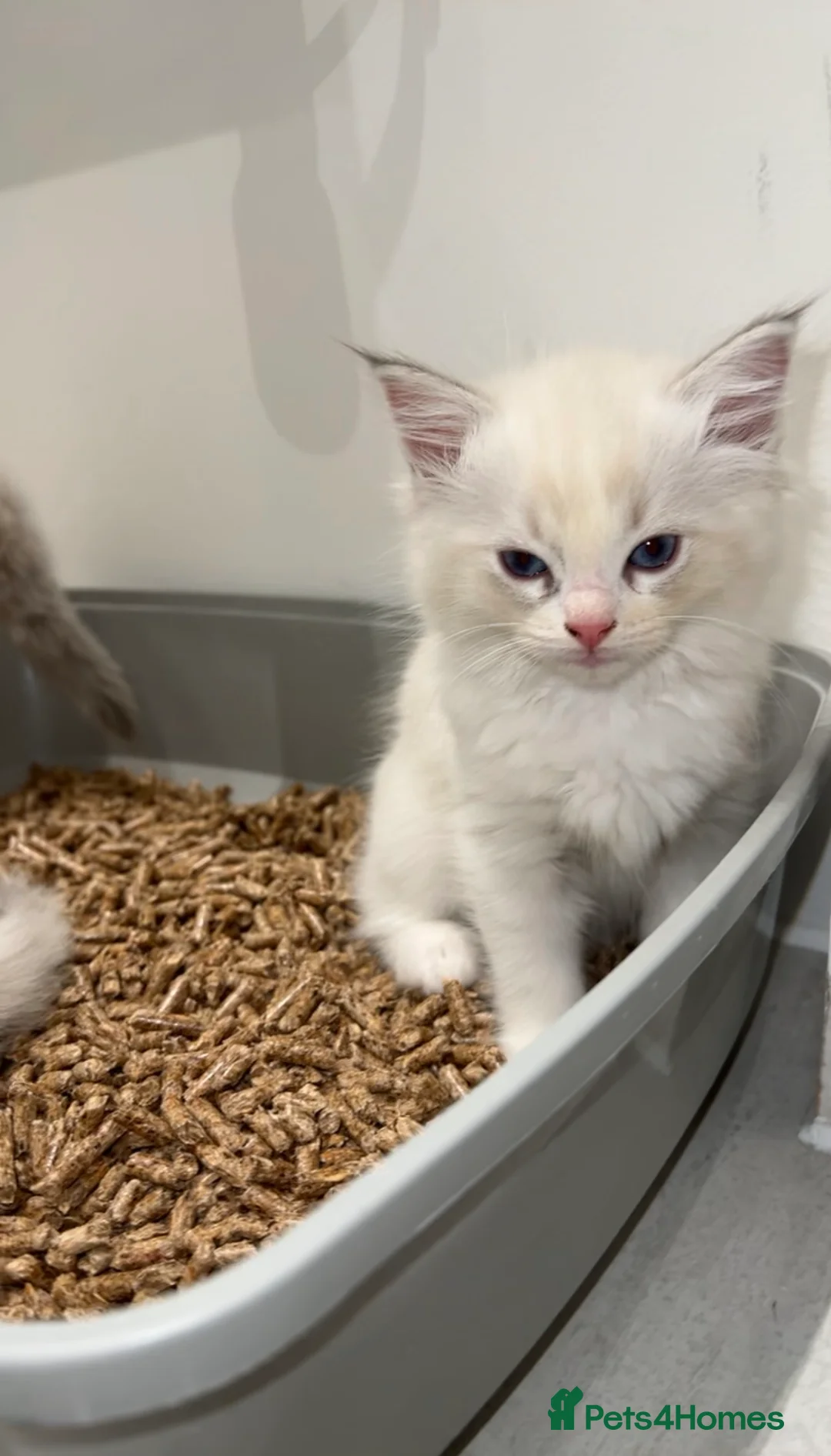 Ragdoll cats for sale: 😍 BEAUTIFUL RARE BLUE LYNX POINT BICOLOR FEMALE  - Advert 16