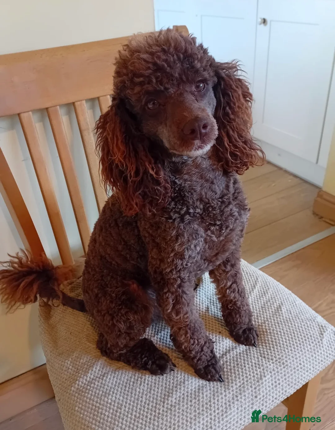 Cockapoo dogs for sale: F1 Cockapoo Puppies - Advert 2