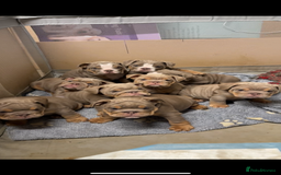 English Bulldog dogs for sale: 6 English Bulldog Puppies for sale - Image 6