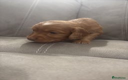 Cocker Spaniel dogs for sale: Fox Red Cocker Spaniel - Image 10