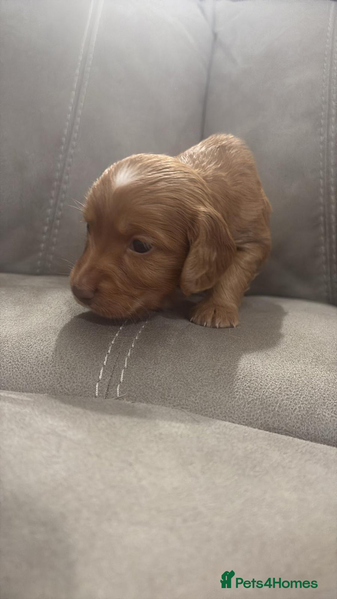 Cocker Spaniel dogs for sale: Fox Red Cocker Spaniel - Image 10