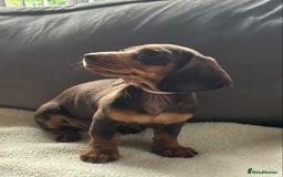 Miniature Dachshund dogs for sale: Adorable miniature daschunds - Image 10