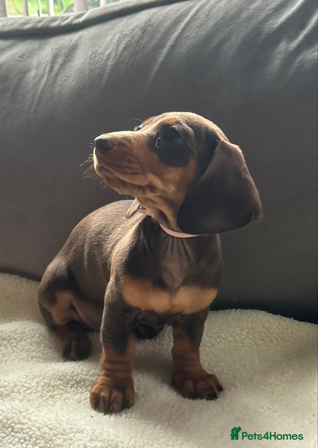 Miniature Dachshund dogs for sale: Adorable miniature daschunds - Image 10