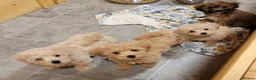 Maltipoo dogs for sale: Five Maltipoo Darlings – Special Little Companion - Advert 6