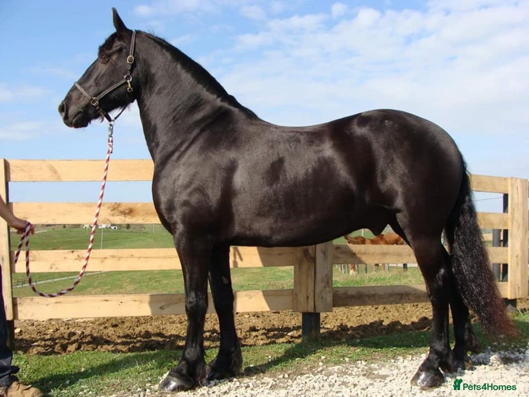 Friesian horses for sale: Family Safe Friesian Gelding Horse - Image 6
