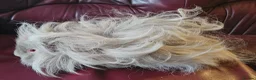 Guinea Pig rodents for sale: Beautiful lunkarya boars  - Advert 2