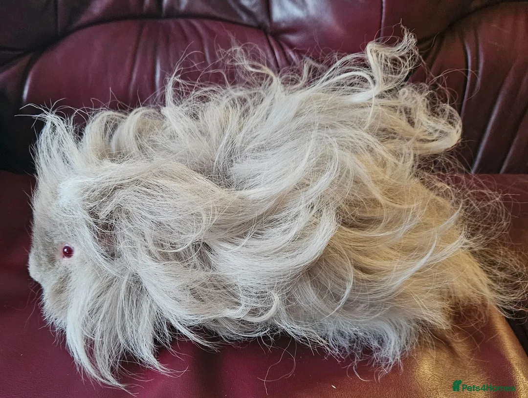 Guinea Pig rodents for sale: Beautiful lunkarya boars  - Advert 2