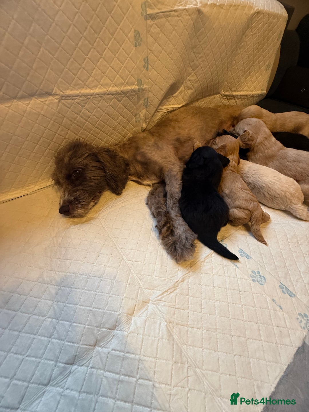 Cockapoo dogs for sale: Cockapoo F2 beautiful puppies  - Image 27
