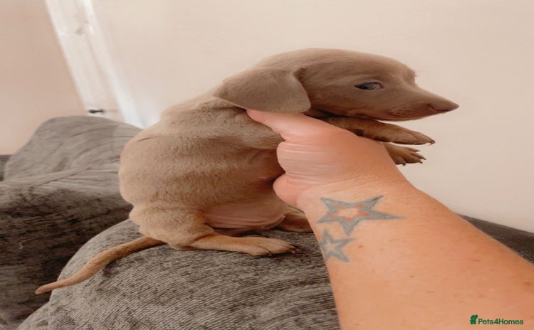 Dachshund dogs - Advert 6