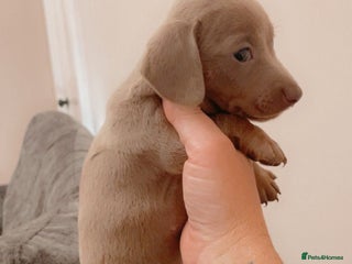 Dachshund dogs Dachshund Isabella dapple puppies - Advert 3