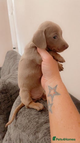 Dachshund dogs - Advert 6