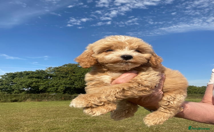 Cockapoo dogs - Advert 8